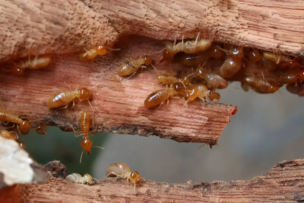 خدمات مكافحة الحشرات 15.webp