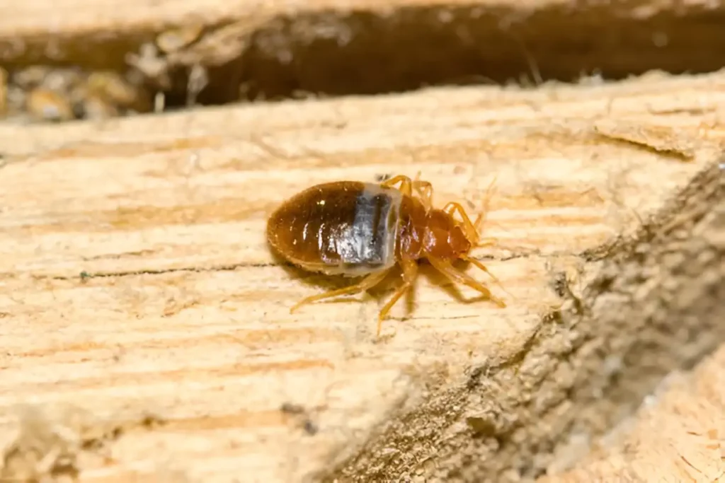 خدمات مكافحة الحشرات 17.webp